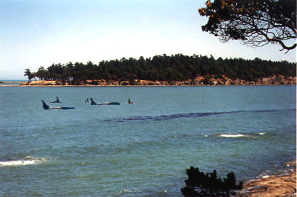 Orca whales swimming past Sunset Beach.